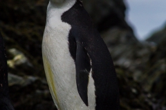 Point Wild, Elephant Island: Zügelpinguine
