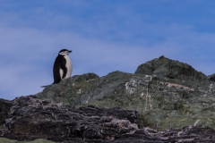 Chinstrap Camp, Elephant Island: ein einsamer Zügelpinguin