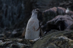 Chinstrap Camp, Elephant Island