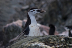 Chinstrap Camp, Elephant Island