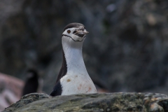 Chinstrap Camp, Elephant Island