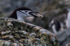Chinstrap Camp, Elephant Island