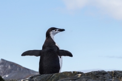 Chinstrap Camp, Elephant Island