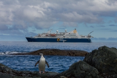 Chinstrap Camp, Elephant Island: Pinguin vor der Ocean Diamond