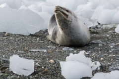 Chinstrap Camp, Elephant Island: hat leider geradeChinstrap Camp, Elephant Island: hat leider gerade keinen Pinguin zum Nachtisch :-) keinen Pinguin zum Nachtisch :-)
