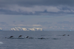 Chinstrap Camp, Elephant Island