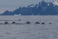 Chinstrap Camp, Elephant Island