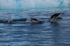 Chinstrap Camp, Elephant Island