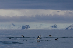 Chinstrap Camp, Elephant Island
