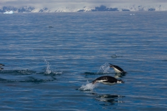 Chinstrap Camp, Elephant Island