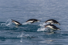Chinstrap Camp, Elephant Island