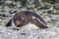 Chinstrap Camp, Elephant Island