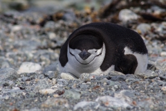 Chinstrap Camp, Elephant Island