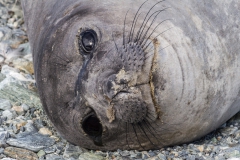 Chinstrap Camp, Elephant Island: See-Elefant