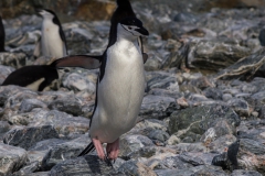 Chinstrap Camp, Elephant Island