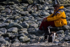 Chinstrap Camp, Elephant Island: kleinen Tieren zuguggen :-)