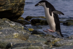 Chinstrap Camp, Elephant Island