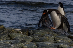 Chinstrap Camp, Elephant Island