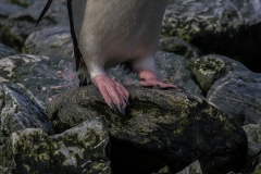 Chinstrap Camp, Elephant Island: Pinguine spingen auch :-)
