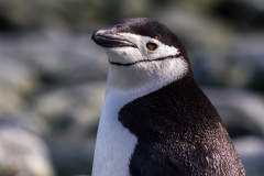 Chinstrap Camp, Elephant Island