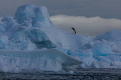 Kinnes Cove: Adeliepinguin