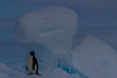 Kinnes Cove: Adeliepinguin