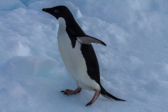 Kinnes Cove: Adeliepinguin
