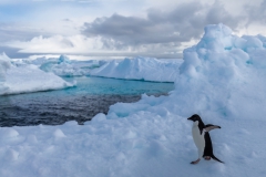 Kinnes Cove: Adeliepinguin