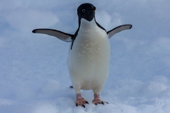 Kinnes Cove: Adeliepinguin