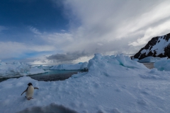 Kinnes Cove: Adeliepinguin