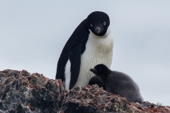 Kinnes Cove: Adeliepinguin mit Nachwuchs