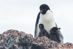 Kinnes Cove: Adeliepinguin mit Nachwuchs