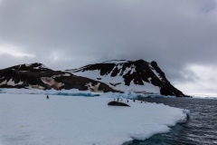 Kinnes Cove: Weddellrobbe auf Eisscholle