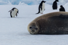Kinnes Cove: Weddellrobbe auf Eisscholle