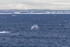 Zwischen Kinnes Cove und Brown Bluff: Wal in einiger Entfernung