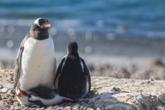Brown Bluff: Pinguin mit Nachwuchs