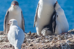 Brown Bluff: Pinguin mit Nachwuchs