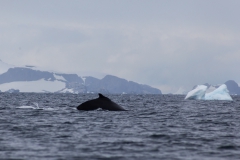D’Hainaut Island: mit dem Zodiacs einem Wal hinterher