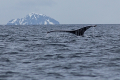 D’Hainaut Island: mit dem Zodiacs einem Wal hinterher