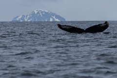 D’Hainaut Island: mit dem Zodiacs einem Wal hinterher
