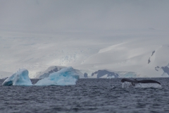 D’Hainaut Island: mit dem Zodiacs einem Wal hinterher