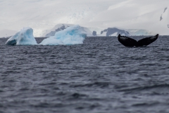 D’Hainaut Island: mit dem Zodiacs einem Wal hinterher