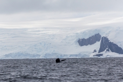 D’Hainaut Island: mit dem Zodiacs einem Wal hinterher