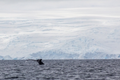 D’Hainaut Island: mit dem Zodiacs einem Wal hinterher