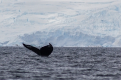 D’Hainaut Island: mit dem Zodiacs einem Wal hinterher