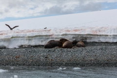 D’Hainaut Island: Robben am Strand