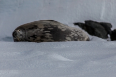 D’Hainaut Island: Weddellrobbe