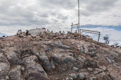 D’Hainaut Island: Pinguinkolonie