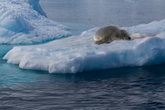 Cierva Cove: See-Leopard auf Eis-Scholle