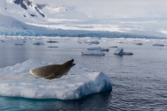 Cierva Cove: See-Leopard auf Eis-Scholle